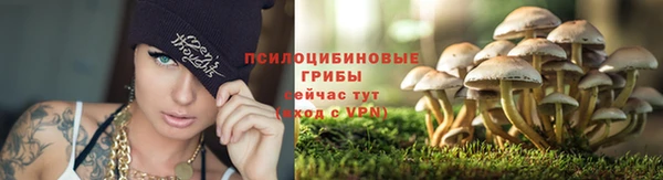стаф Алзамай